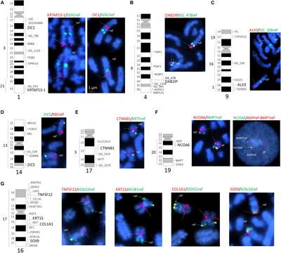 Chromosomal Localization of Candidate Genes for Fiber Growth and Color in Alpaca (Vicugna pacos)